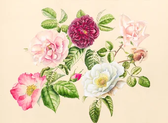 Rosas del jardín, 2020 (acuarela)