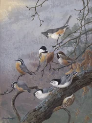 Mezcla para pájaros, de Allan Brooks