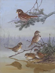 «Sparrow», de Allan Brooks