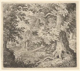 El arroyo en el bosque