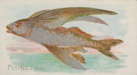 Pez volador, de la serie Peces de Aguas Americanas N8 para Allen & Ginter Cigarettes, 1889