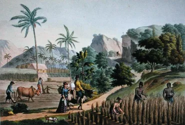 Isla de Guam: Trabajos agrícolas, de 