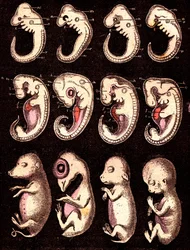 Embriones comparados de 4 vértebras 5 seres vivos): De izquierda a derecha: cerdo, gallina, conejo, hombre. Dibujo A. Demarle. 1885