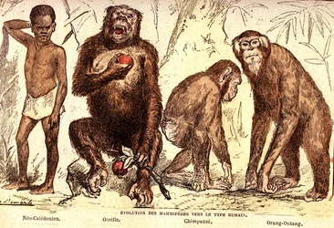 Evolución de los mamíferos hasta el tipo humano: Creación natural y seres vivos (De Jules Rengade). Dibujo de A. Demarle. 1885