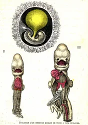 Evolución del embrión humano: Creación natural y seres vivos (por Jules Rengade)