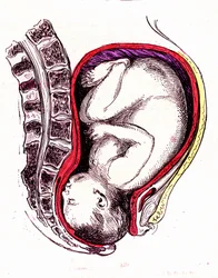 Parto natural o espontáneo
