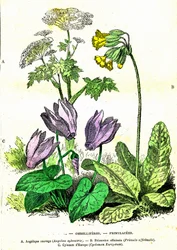 Ombelíferos, Primuláceos: Creación Natural y Seres Vivos. Dibujo de A. Demarle. 1885