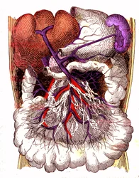 Órganos de absorción intestinal - La vida normal y la salud de J. Rengade. Dibujo de A. Demarle 1881