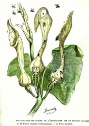 Polinización de las flores de Aristolochia por las moscas: Creación natural y seres vivos. Dibujo de A. Demarle. 1885