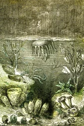 Prehistoire-Terre et Mers: El comienzo del período Silúrico (J. Rengade. Dibujo de Demarle. 1885