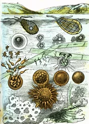 Prehistoria-Amibes, Bacterias, Moneres (Cultivo): Seres organizados rudimentarios. Creación natural y seres vivos. Dibujo de A. Demarle. 1885