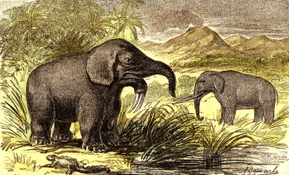 Periodo Prehistórico-Mioceno: De derecha a izquierda: el Dinoterio y el Mastodonte. Creación natural y seres vivos. Dibujo de A. Demarle. 1885
