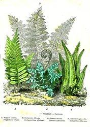 Sling Fougeres: Creación natural y seres vivos. Dibujo de A. Demarle. 1885