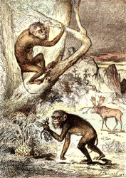 Los Monos Catarinienses (Período Mioceno): Los Semnopitecos. La creación natural y los seres vivos de J. Rengade. Dibujo A. Demarle