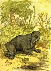 El Labyrinthodonte (Anfibio): Anfibio de la época del carbón. Creación natural y seres vivos. Dibujo A. Demarle 1885