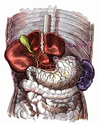 El tubo digestivo- (Vida normal y salud por J. Rengade) - Dibujo A. Demarle 1881