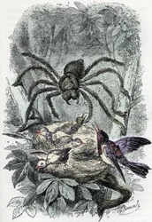 Zoological chart: arachnid, avicular mygalus surprising a bird-fly nest (Placa zoológica: arácnido, Avicularia) Grabado de "El hombre y la naturaleza" de Rengade
