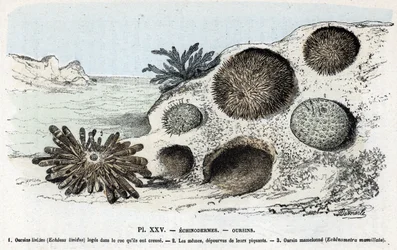 Zoological chart: echinoderm, urchins (Placa zoológica: Equinodermos, erizos de mar) Grabado de "L