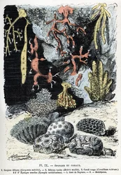 Carta zoológica: esponjas y corales (gorgona, bebryce, coral, esponjas, guante de neptuno) Grabado de "L