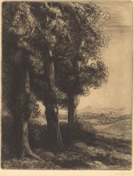 Rincón de un bosque