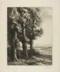 Borde de un Bosque