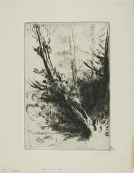 En un bosque