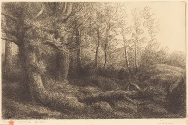 En el bosque