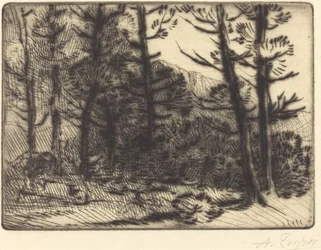 Bosques en el Sol de Invierno