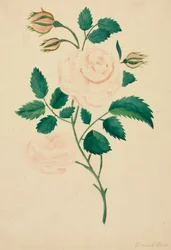 Rosa de Damasco (acuarela)