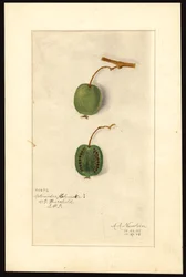 Actinidia deliciosa (Kiwi) (acuarela sobre papel)
