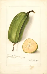 Plátanos (Musa: Popoulu Hawaii) (acuarela)