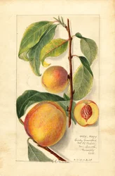 Melocotones (Prunus persica) (acuarela)
