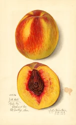 Melocotones ( Prunus persica: J.H. Hale) (acuarela)