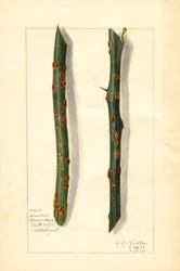 Dos ramitas de naranjo (Citrus sinensis) enfermas (acuarela)