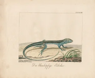 Eslizón de cabeza azul (grabado en cobre coloreado a mano)