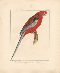 Crimson Rosella, Macho (litografía coloreada a mano)