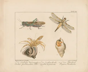 Libélula, saltamontes y cangrejo ermitaño (grabado en cobre coloreado a mano)