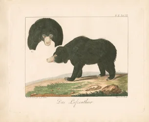 Oso solar malayo (litografía coloreada a mano)
