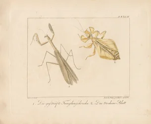 Mantis religiosa e insecto hoja (grabado en cobre coloreado a mano)