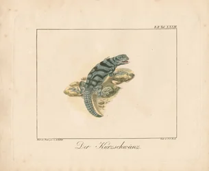 Lagarto de cola corta