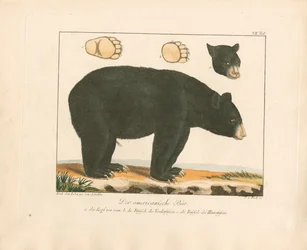 El oso americano (grabado en cobre coloreado a mano)