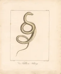 The Feeler Snake (litografía coloreada a mano)