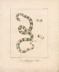 La serpiente de hierba (litografía coloreada a mano)