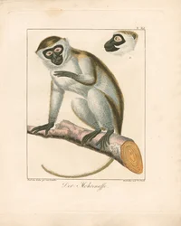 El mono moro