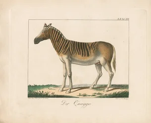 El Quagga (litografía coloreada a mano)