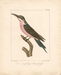 El abejaruco bicolor (litografía coloreada a mano)