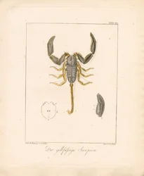 El escorpión de patas amarillas (grabado en cobre coloreado a mano)