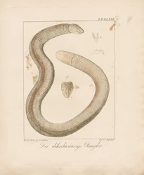 Lagarto gusano de cola gruesa
