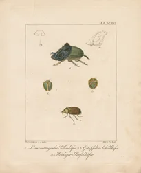 Varias especies de escarabajos (grabado en cobre coloreado a mano)