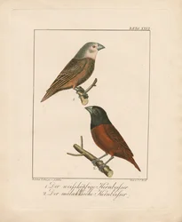 Mirlo capiblanco y Malacán (litografía coloreada a mano)